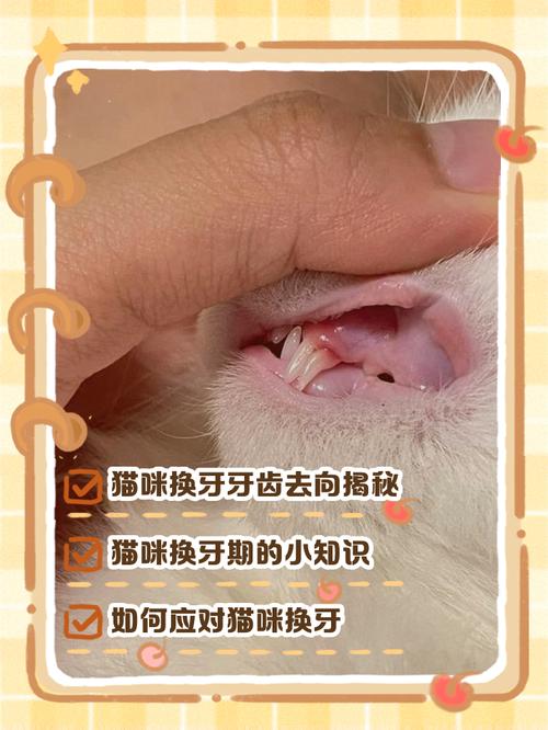 我家猫咪17个月了没换牙正常吗