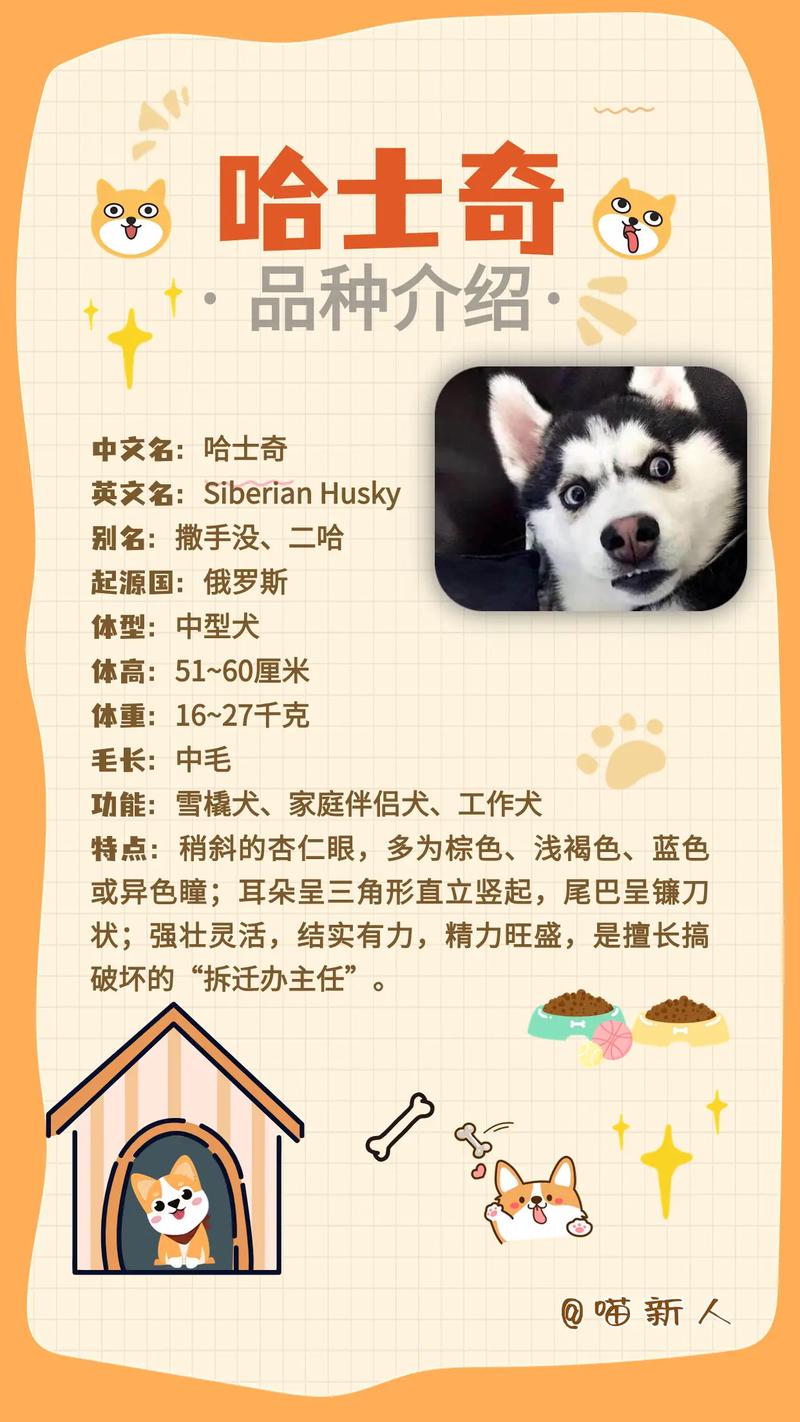 买了只哈士奇~取个名字