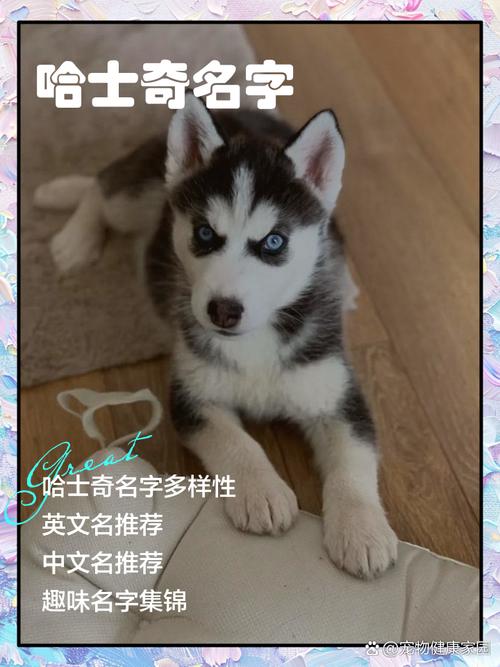 我买了一条哈士奇,朋友们帮我想个霸气响亮的名字～
