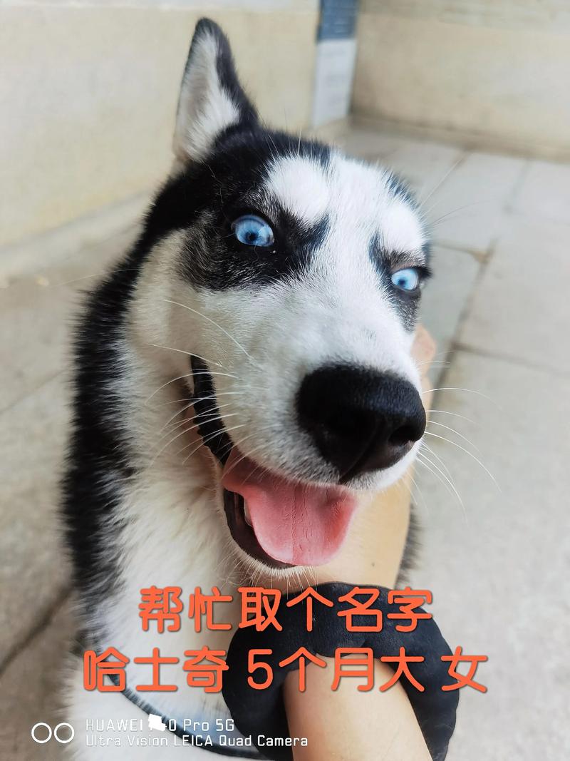 好听的哈士奇名字大全