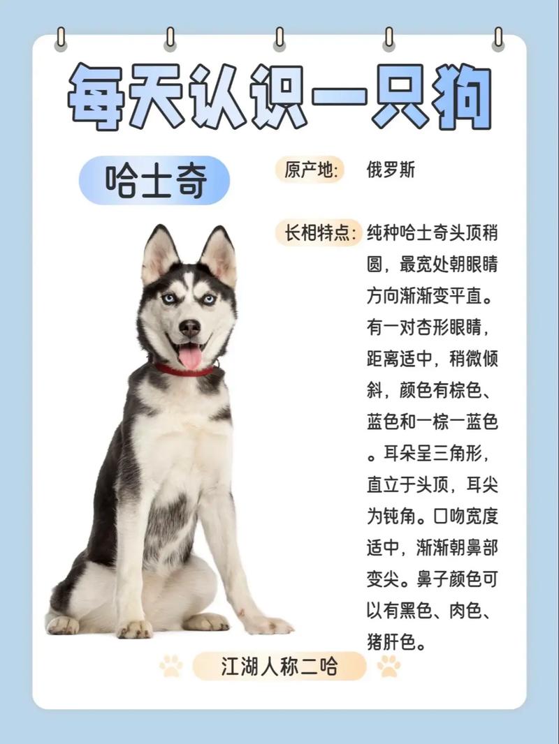 我家哈士奇叫什么名字好呢?要洋气顺口、阳光帅气好听的名字