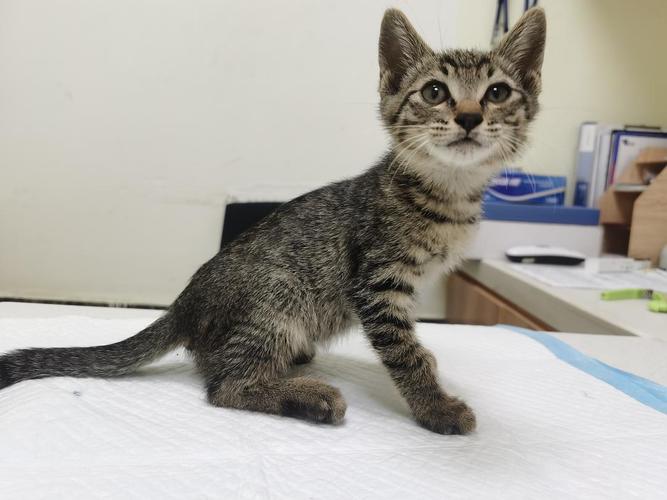 小猫二个月有多大图片