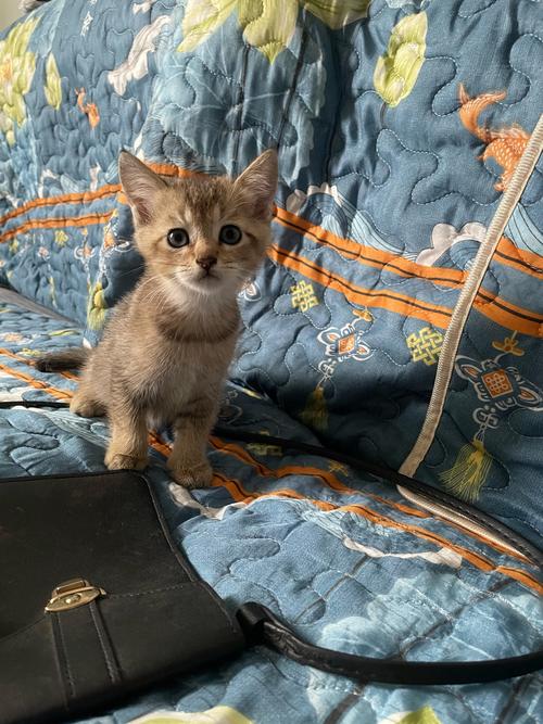 两个月大的小猫能自己在家吗?