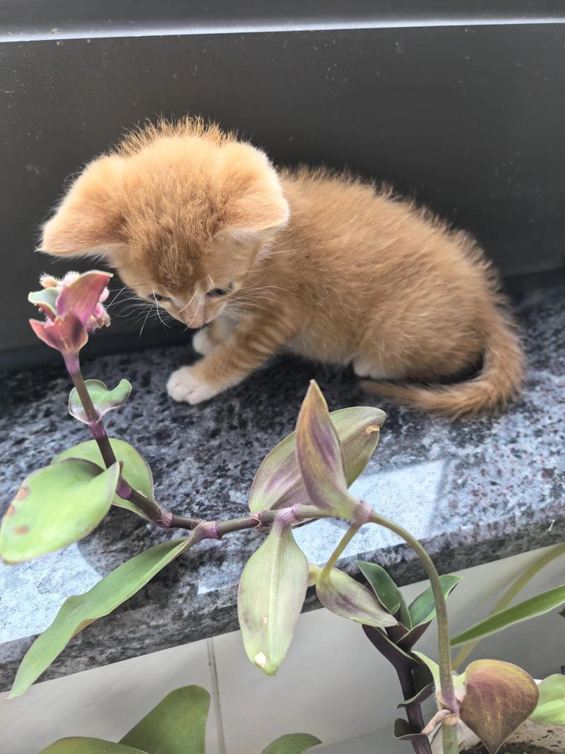 两个月大的猫咪的训养方法