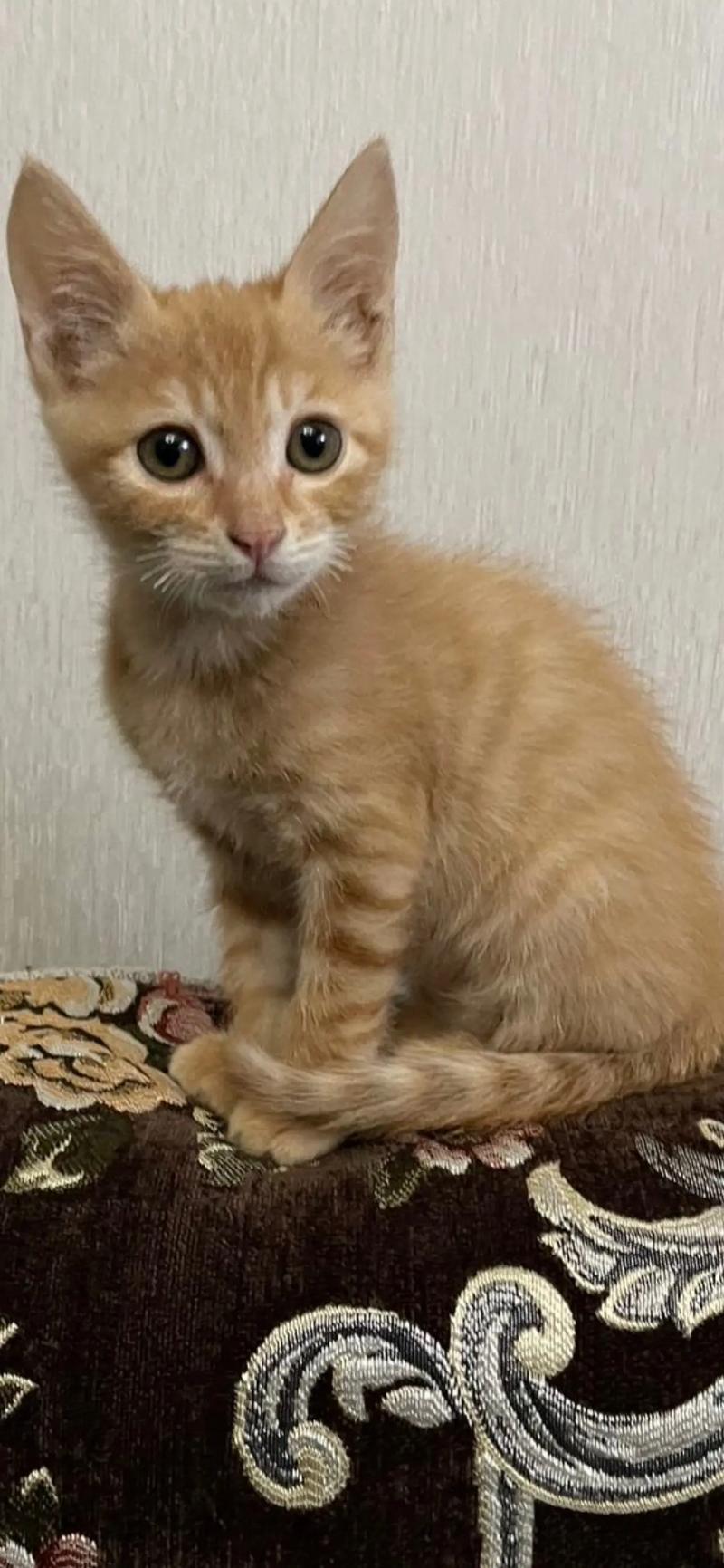 两个月大的猫什么样子