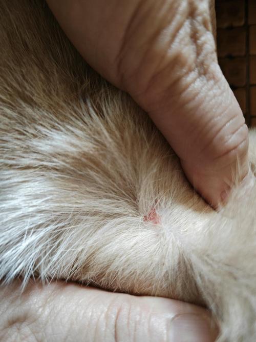 猫咪身上长了很多结痂的小疙瘩