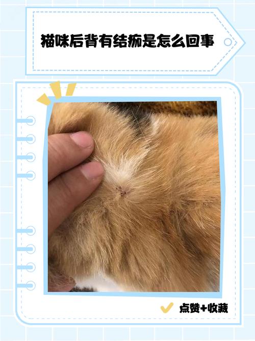 猫咪身上长了很多结痂的小疙瘩?