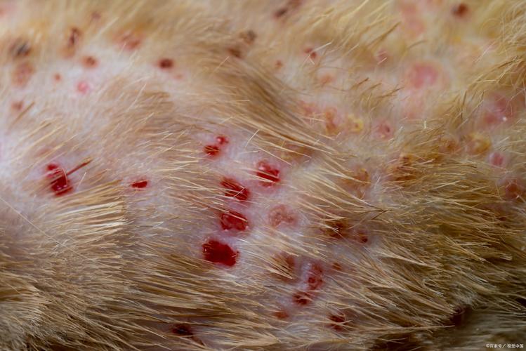 猫咪身上有小疙瘩是怎么回事?