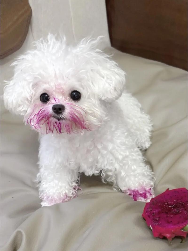 刚买一只白色的泰迪狗狗,请诸位高人帮取个好听的名字,狗狗是公的