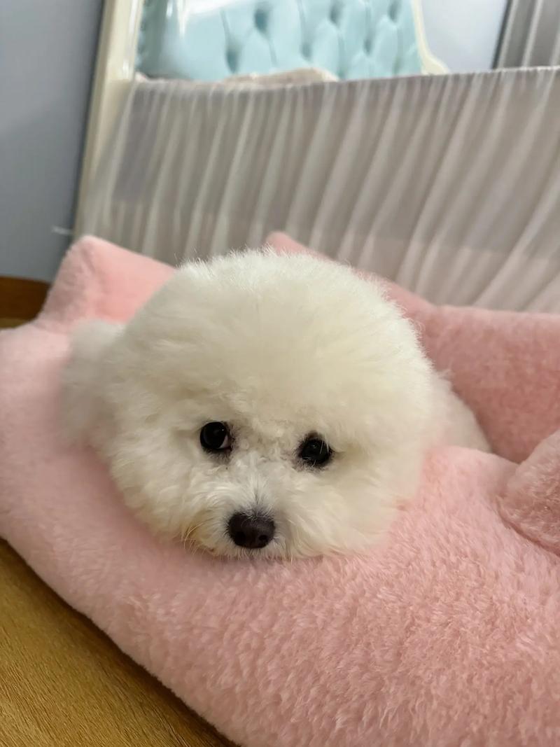 带毛的名字泰迪