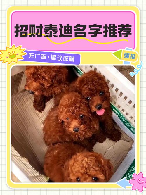 可爱小狗狗名字大全?