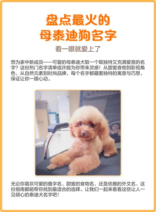 母泰迪犬的名字有哪些