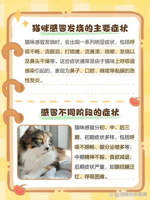 猫咪发烧了,主人应该怎么判断呢?