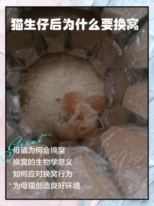 家里养的猫生了一窝小猫该怎么办?