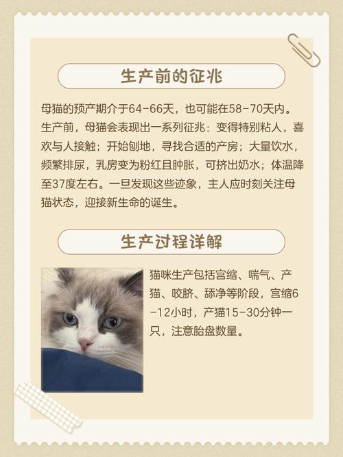 家里的猫咪生了,我该怎么办?
