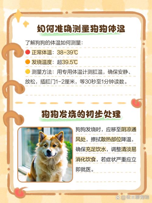 狗狗发烧如何测量体温?