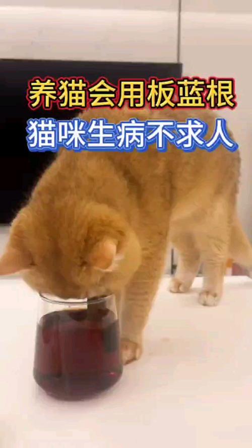 猫能吃板蓝根吗