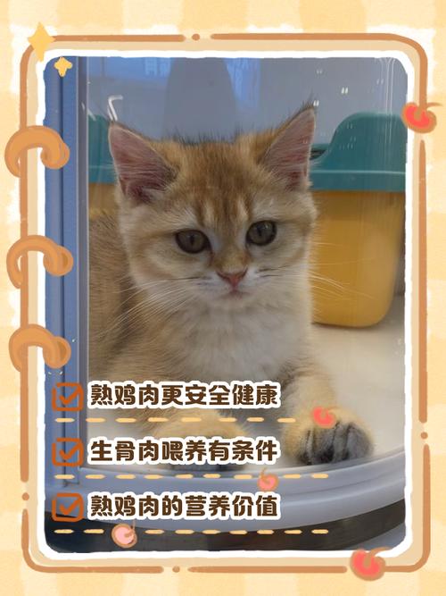 猫咪多久喂一次生肉