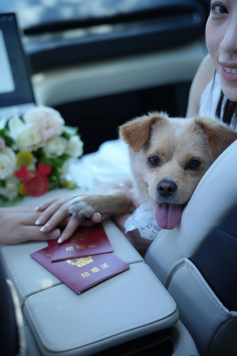 买宠物狗,买回来要做什么?上户口?不用吧?