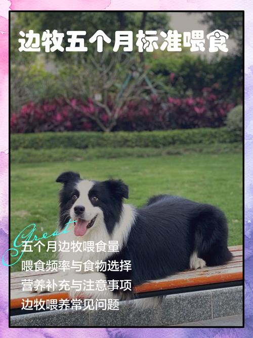 边牧能不能吃基围虾