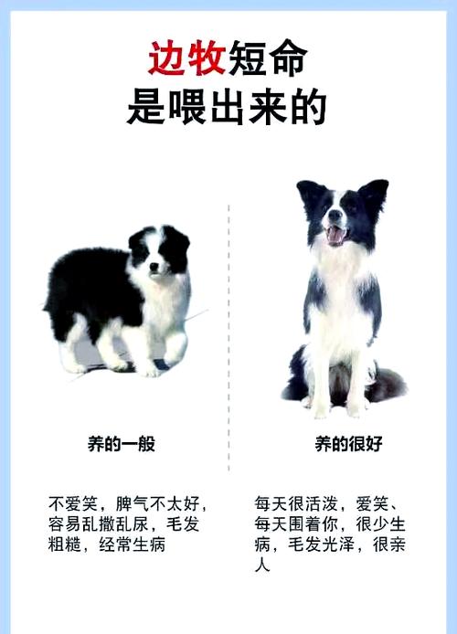 狗可以吃基围虾吗