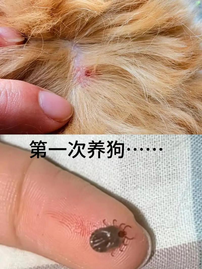 狗狗被蜱虫咬了有什么症状