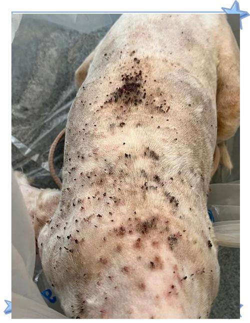 狗被蜱虫咬后多久会出现症状