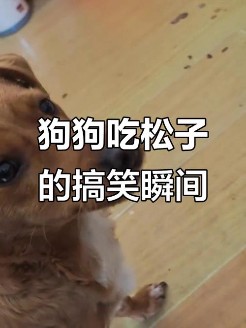 狗狗不能吃的食物,看这一篇就够啦