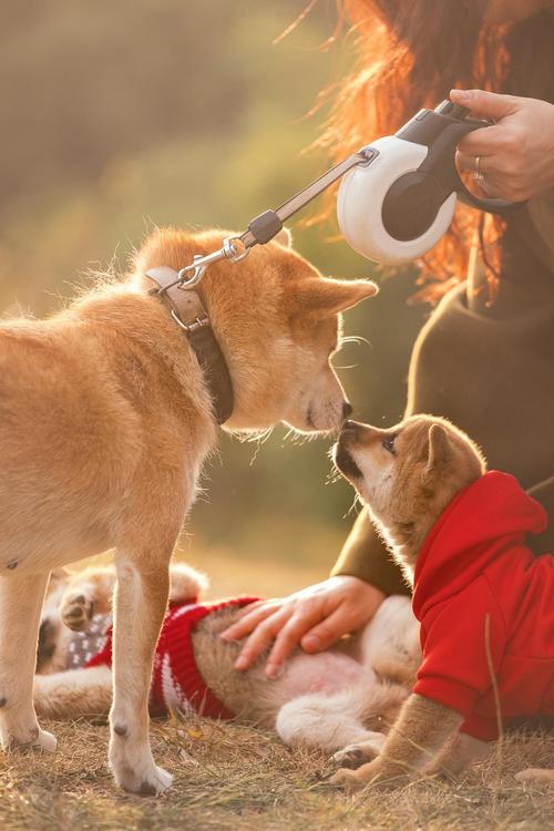 狗能不能吃松子坚果类食物对狗狗来说都不合适!