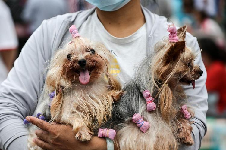 为什么狗狗可以吃松子