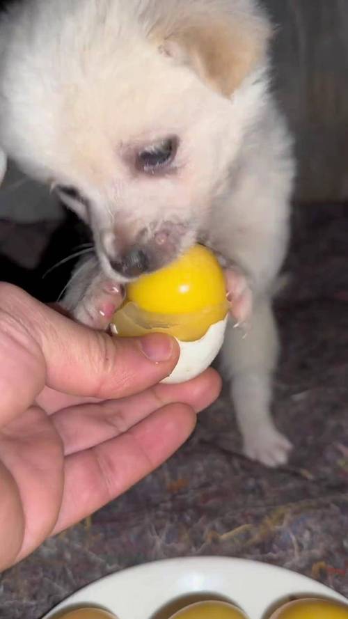 狗狗能吃鸭蛋么?