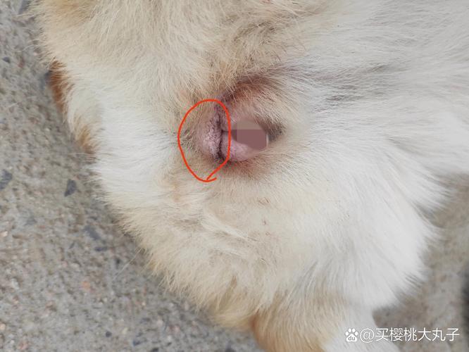 狗吃桃子后的症状