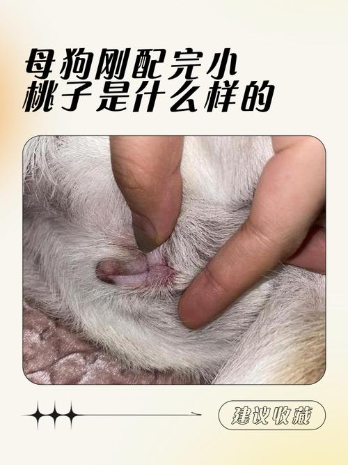 狗狗桃子吃多会怎么样?