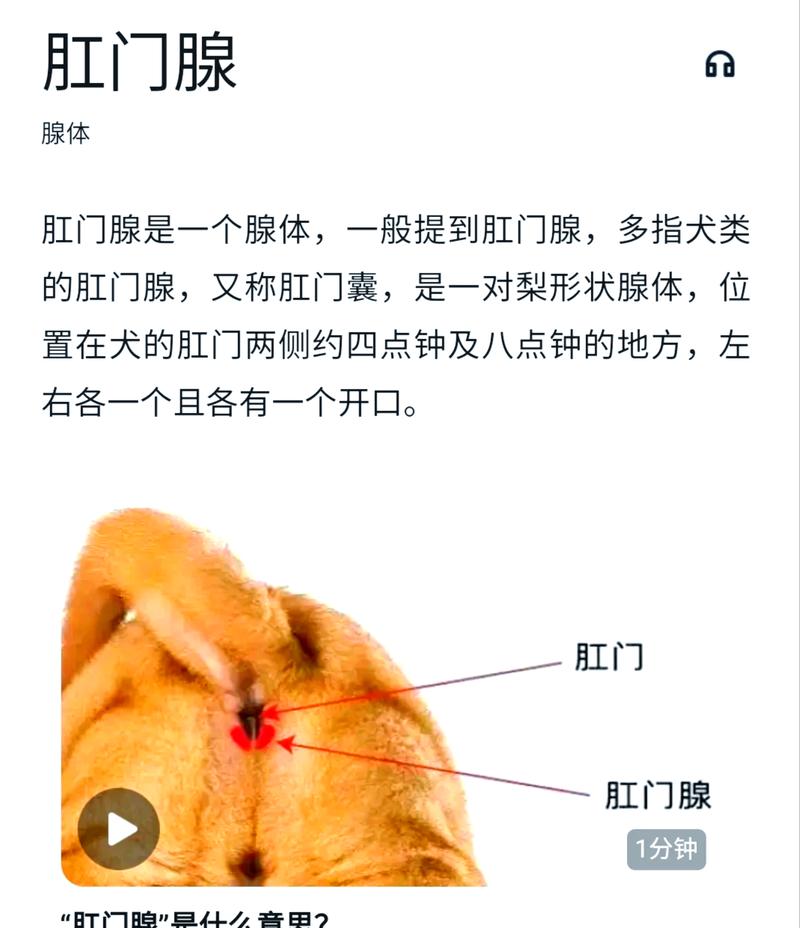 狗狗的肛门腺在哪里