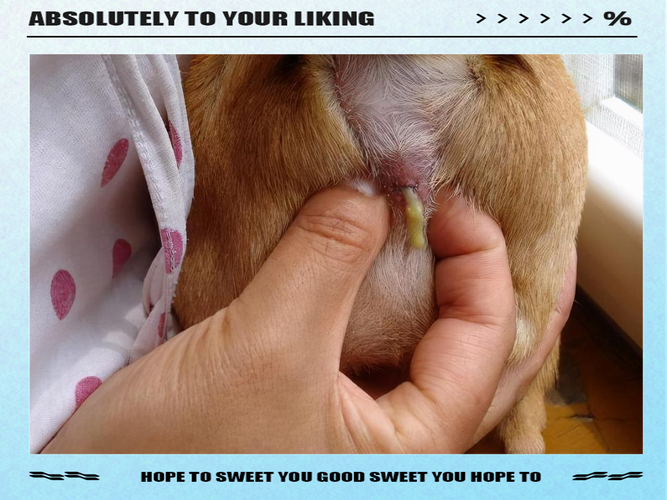 狗狗肛门腺怎么挤