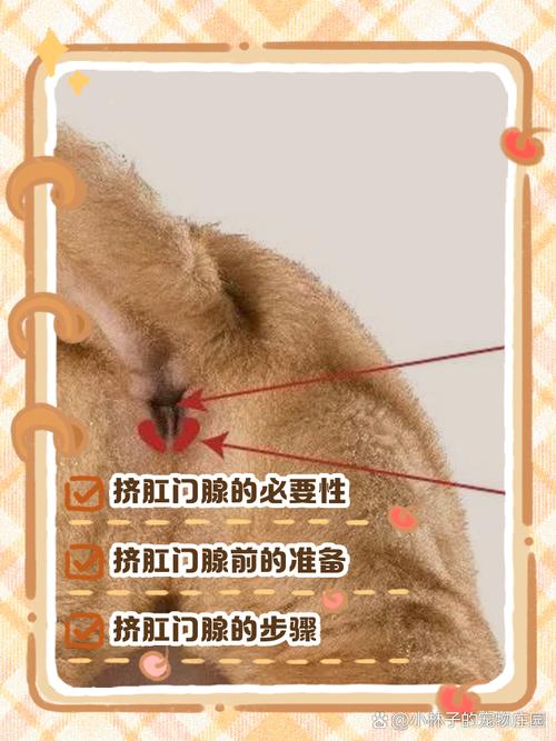 狗狗的肛门腺位置在哪