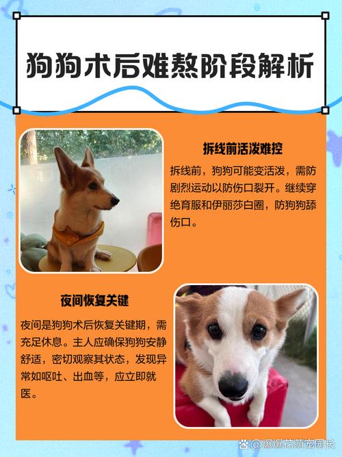 母狗绝育怎么做