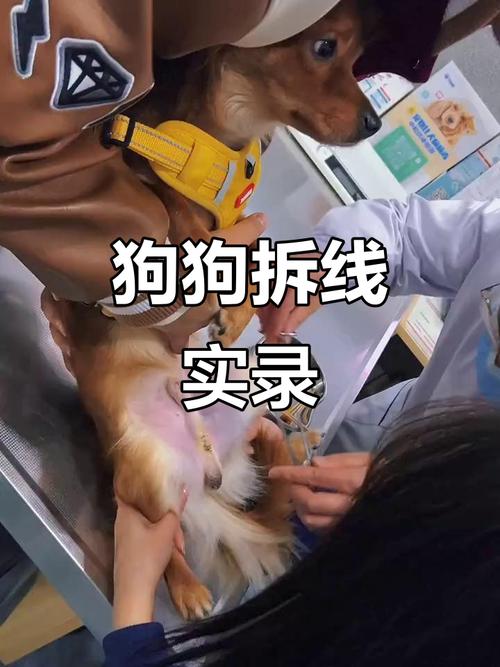 狗狗拆线需要麻醉吗