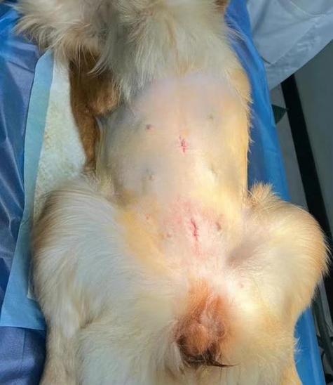 狗狗绝育后最难熬的三个阶段