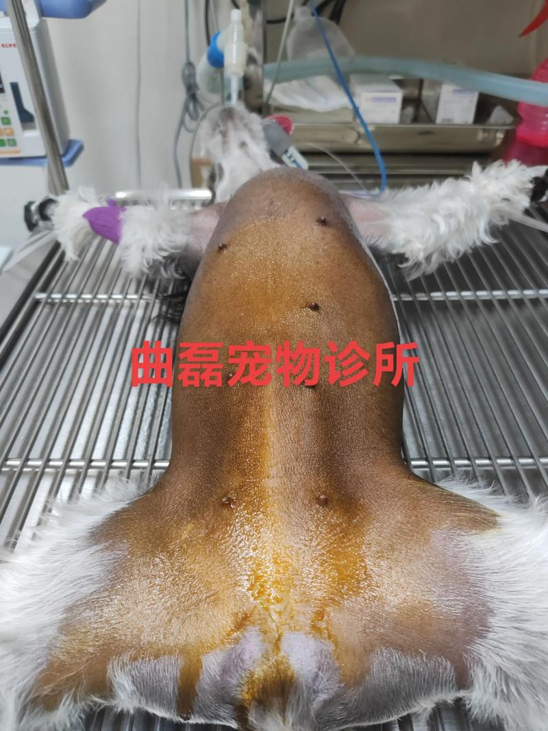 狗狗隐睾切除手术要多长时间啊