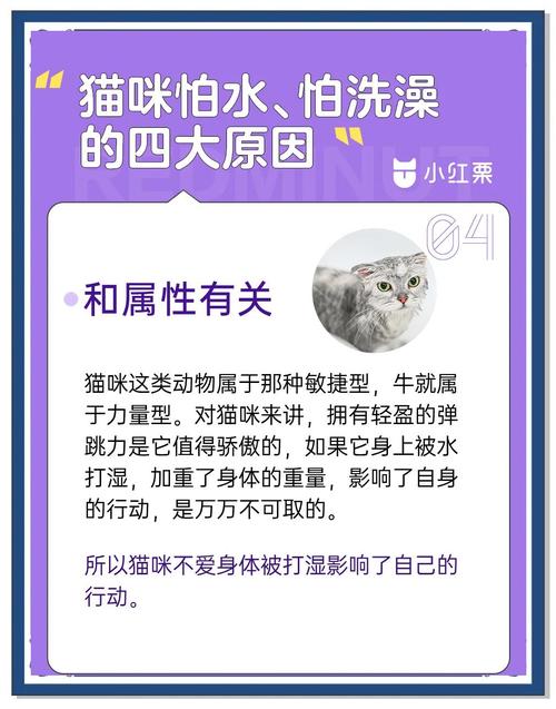 小猫不爱洗澡怎么办