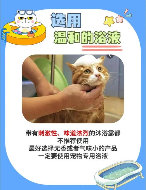 猫咪不爱洗澡怎么办