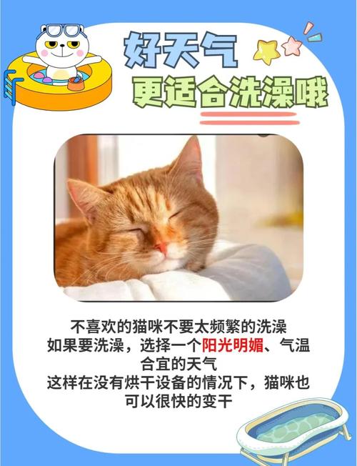 刚接回家的宠物猫不爱洗澡怎么办?