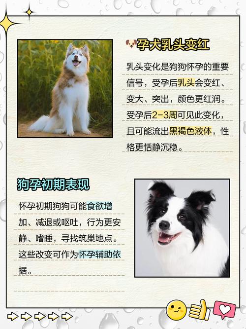 狗狗怀孕多久能看出来