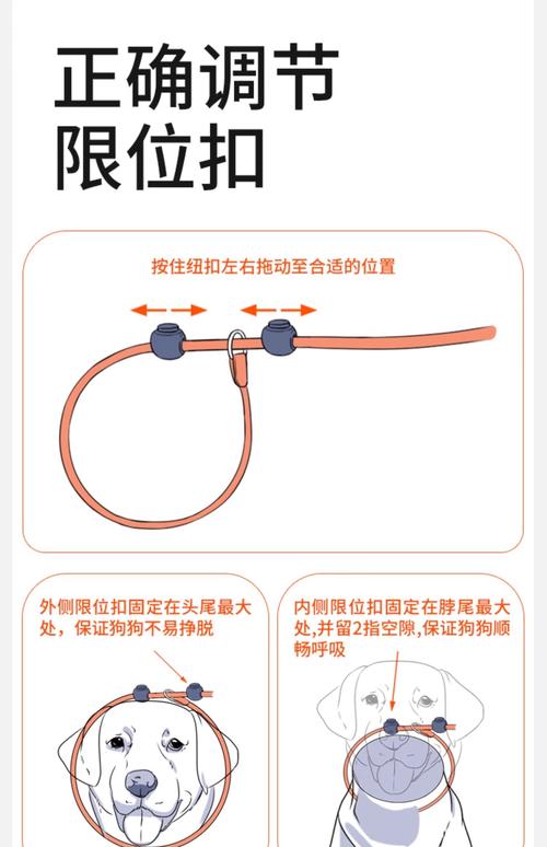 小狗的牵引绳怎么套