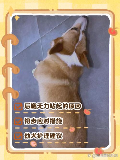 狗狗细小治疗第三天站不起来了