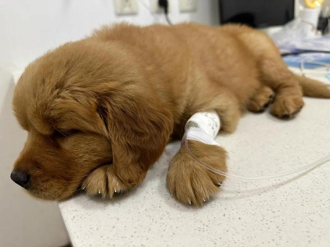 狗狗得了细小输了两天液第三天从早上就不动只有微弱的呼吸还拉血了...