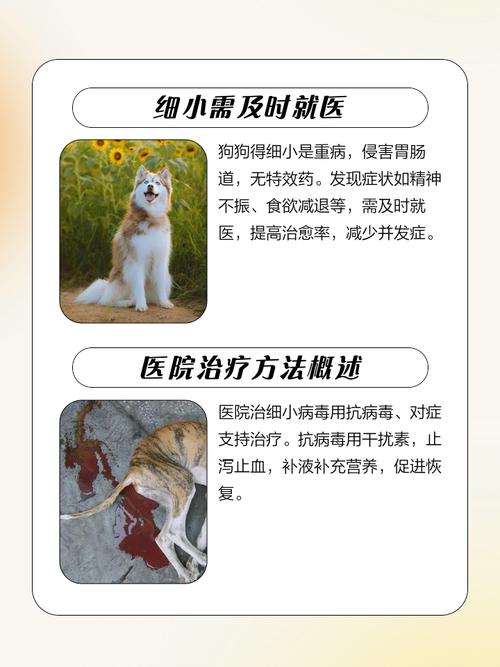 狗狗细小1到7天症状