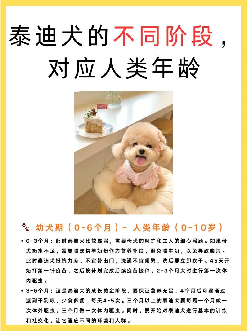 狗狗6岁相当人类的多少岁