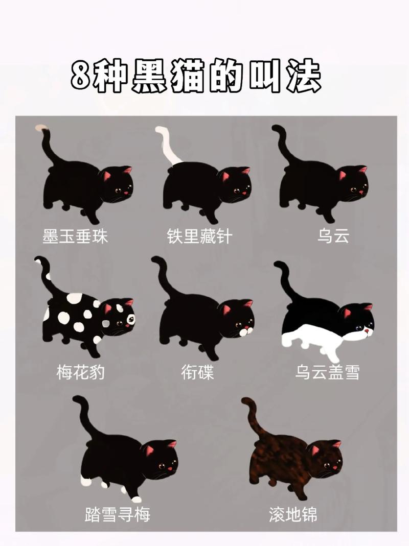 ...的纯黑小猫,不怕人,到家超级粘人,请问是什么品种,孩子超喜欢。_百度...